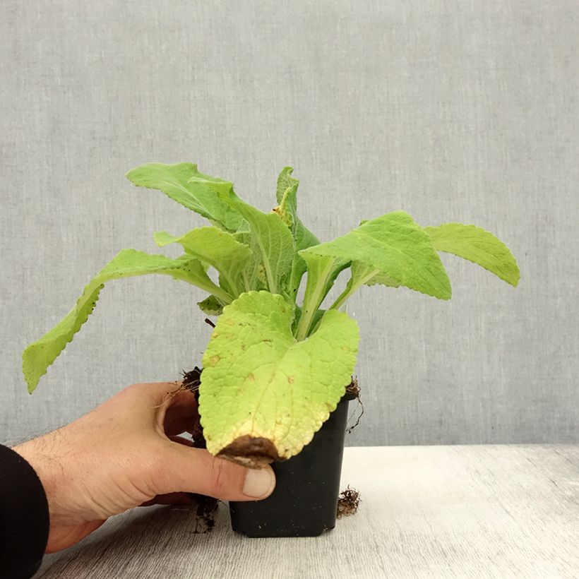 Digitalis purpurea Monstrosa - Foxglove 8/9 cm pot sample as delivered in autumn