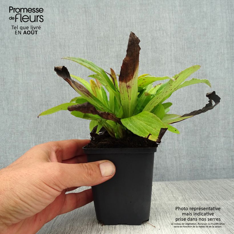 Digitalis ferruginea Gigantea - Foxglove 8/9 cm pot sample as delivered in summer