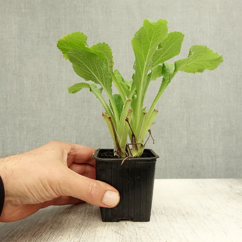 Digitalis laevigata Alba - Foxglove 8/9 cm pot sample as delivered in autumn