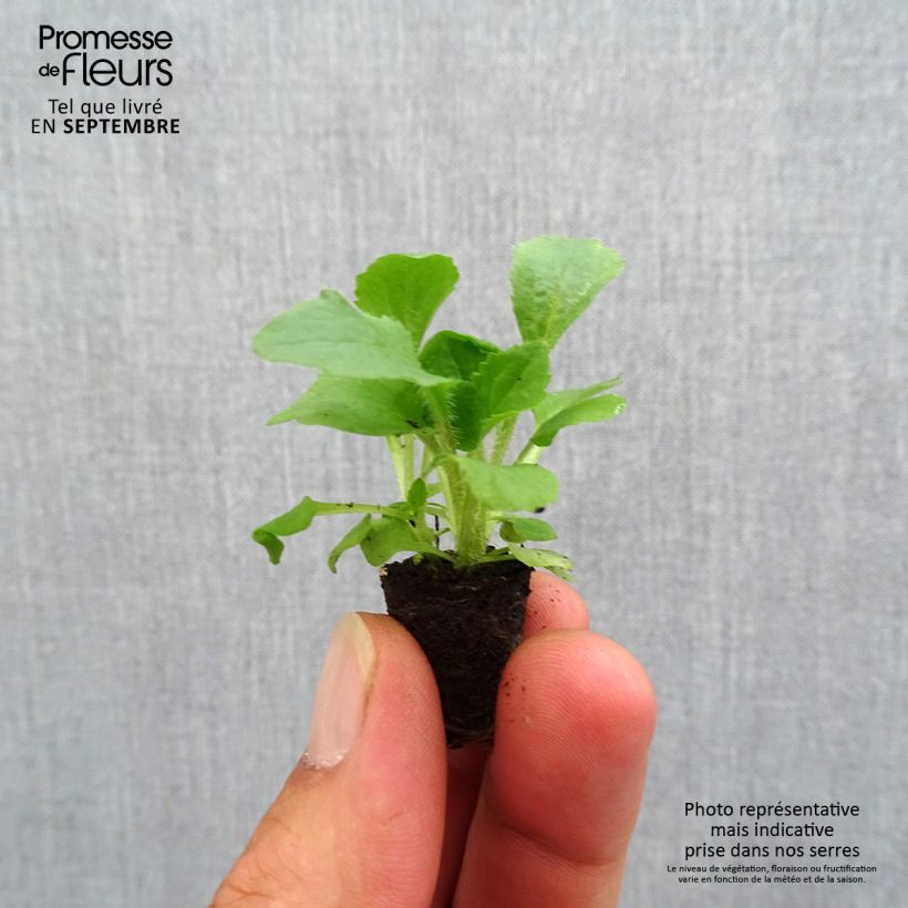 Digitalis mertonensis Summer King - Foxglove Plug plant 1.5/2.5 cm sample as delivered in autumn