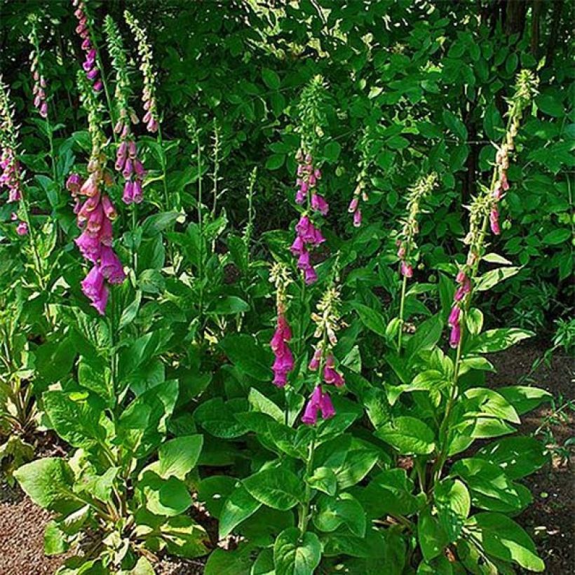 Digitalis purpurea - Common Foxglove (Plant habit)