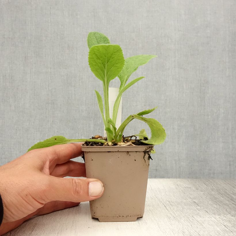 Digitalis purpurea - Common Foxglove 8/9 cm pot sample as delivered in summer