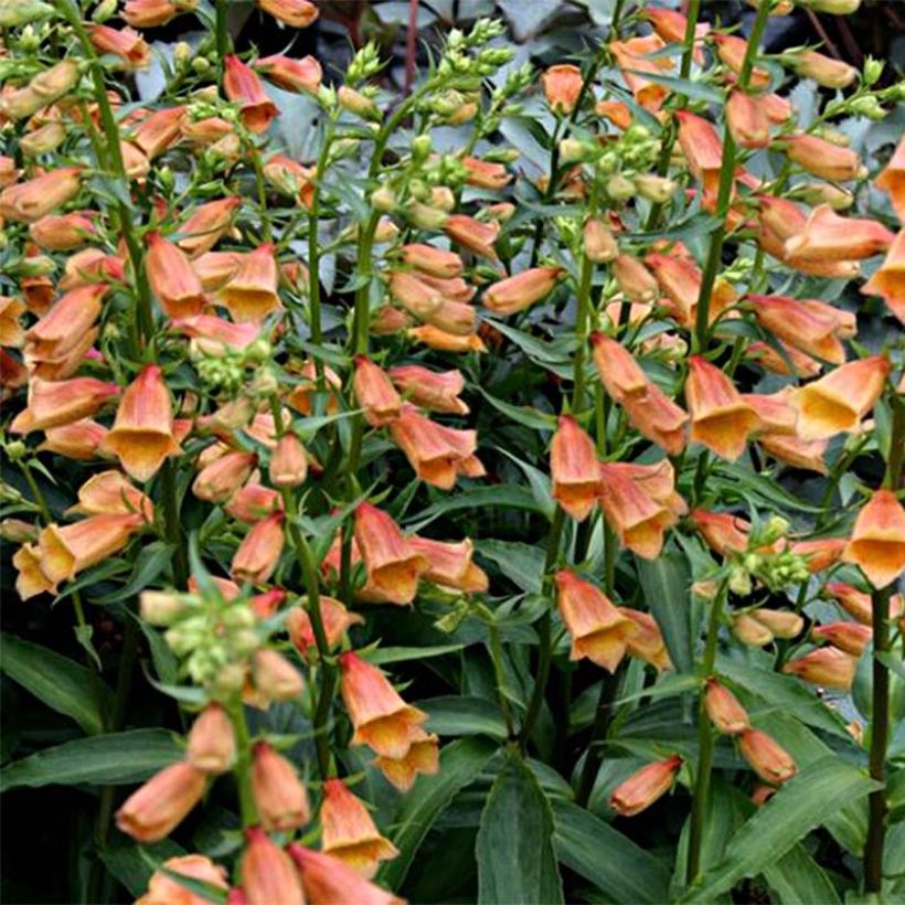 Digitalis Goldcrest - Foxglove (Flowering)