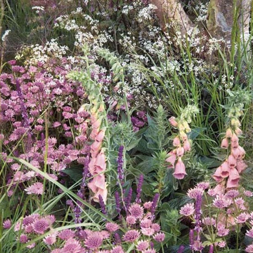 Digitalis x mertonensis - Foxglove (Plant habit)