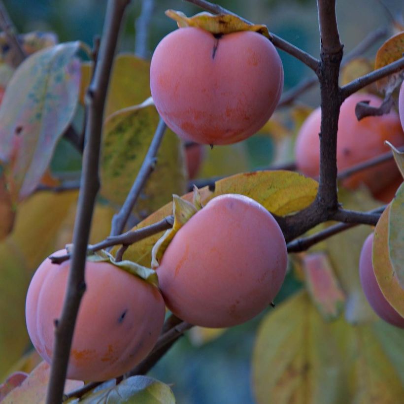 Diospyros kaki Vanillia - Persimmon (Harvest)