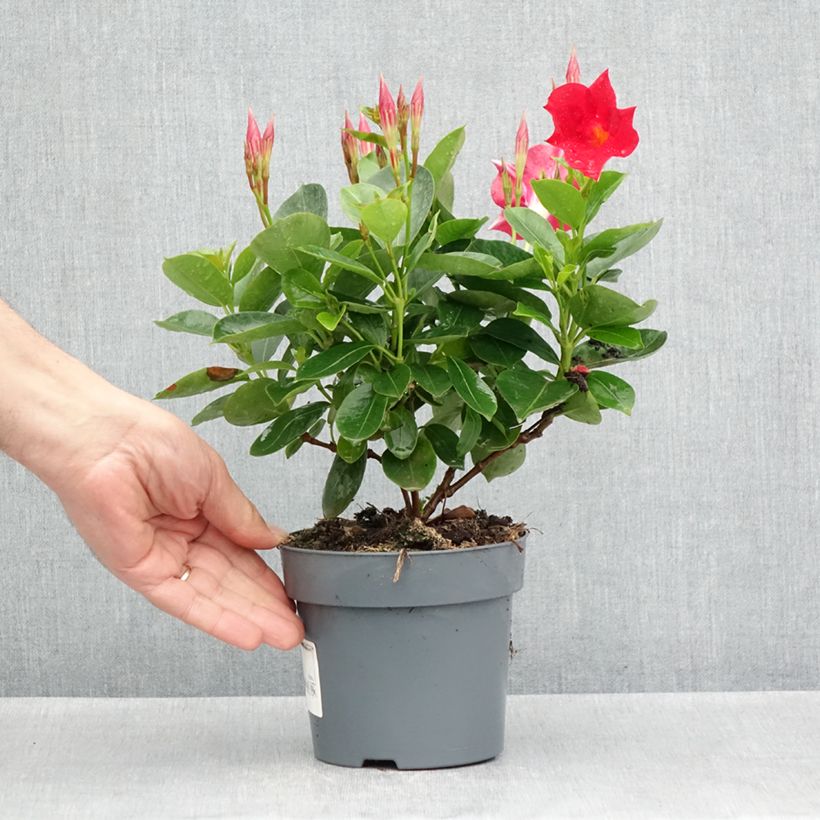 Dipladenia x hybrida Bella Compact Red 12cm pot sample as delivered in spring