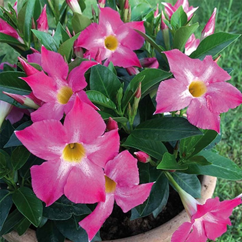Dipladenia x hybrida Bella Pink Star (Flowering)