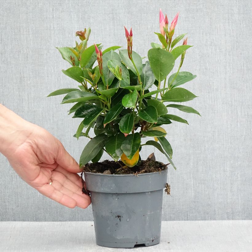 Dipladenia x hybrida Bella Pink Star 12cm pot sample as delivered in spring