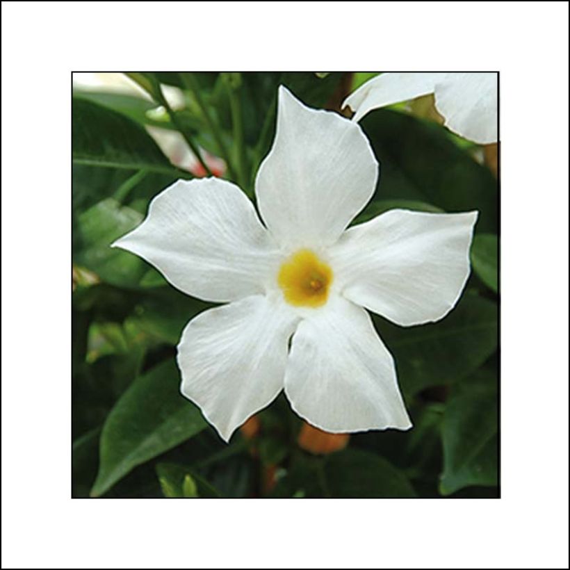 Dipladenia x sanderi Bella White (Flowering)
