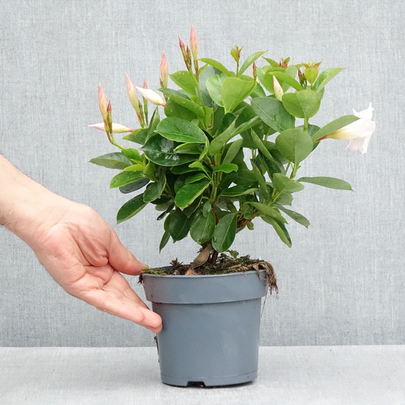 Dipladenia x sanderi Bella White 12cm pot sample as delivered in spring