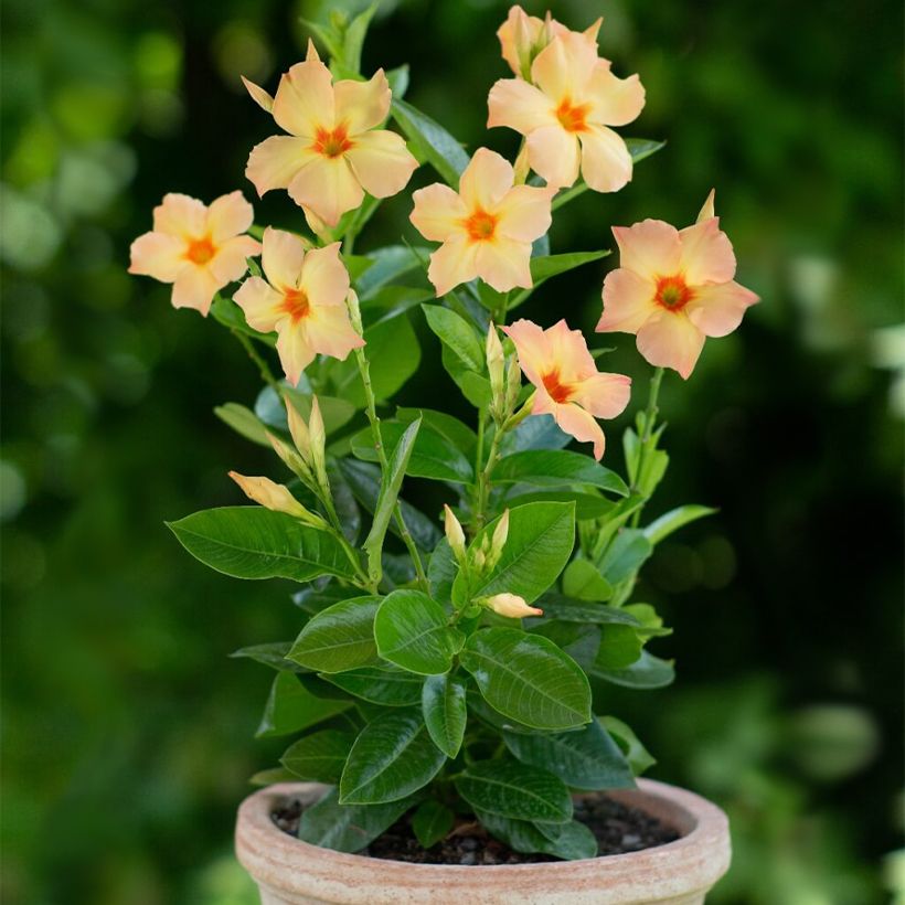 Mandevilla x sanderi Diamantina Emerald Amber Star (Plant habit)