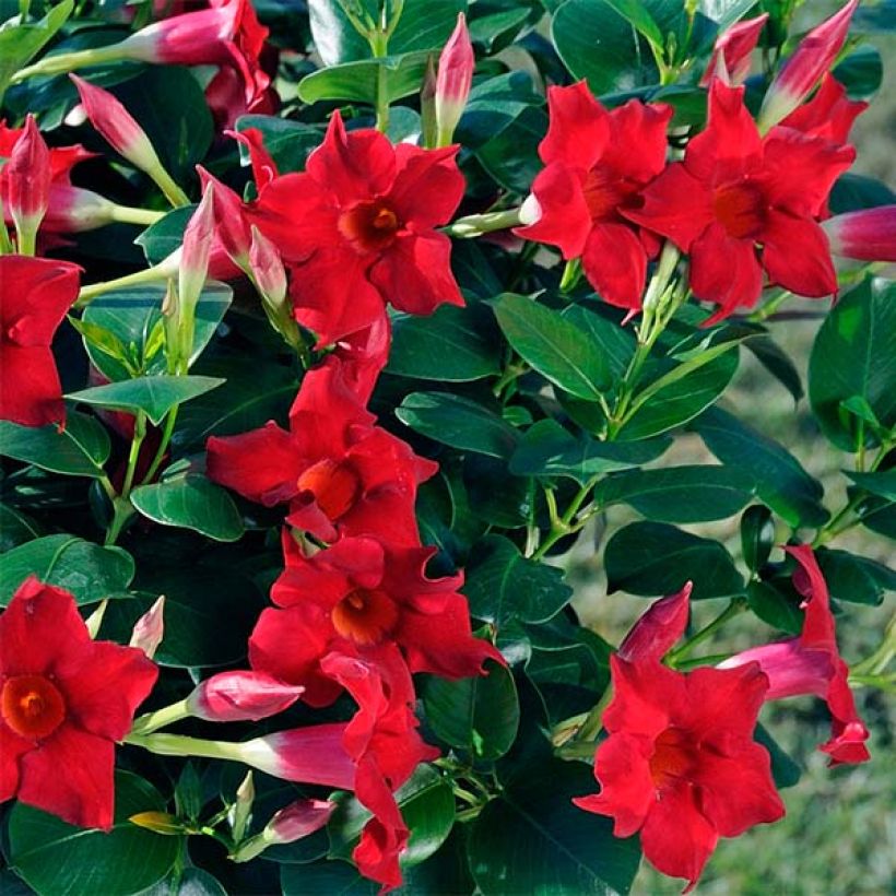 Dipladenia Diamantina Jade Scarlet (Flowering)