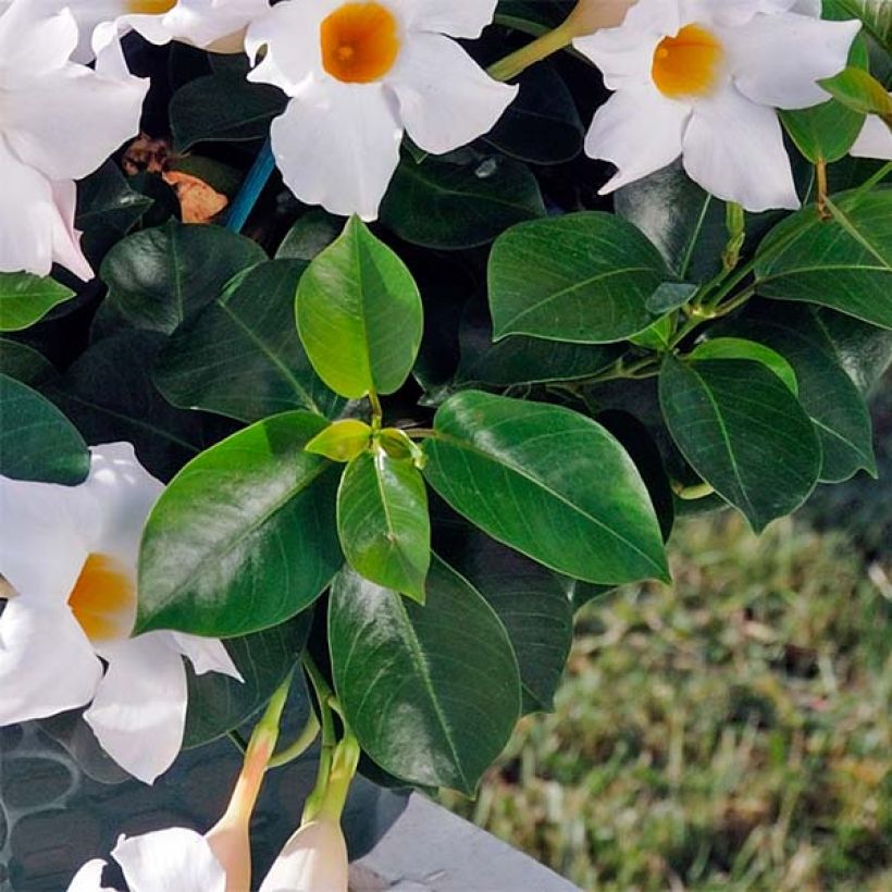 Dipladenia Diamantina Jade White (Foliage)