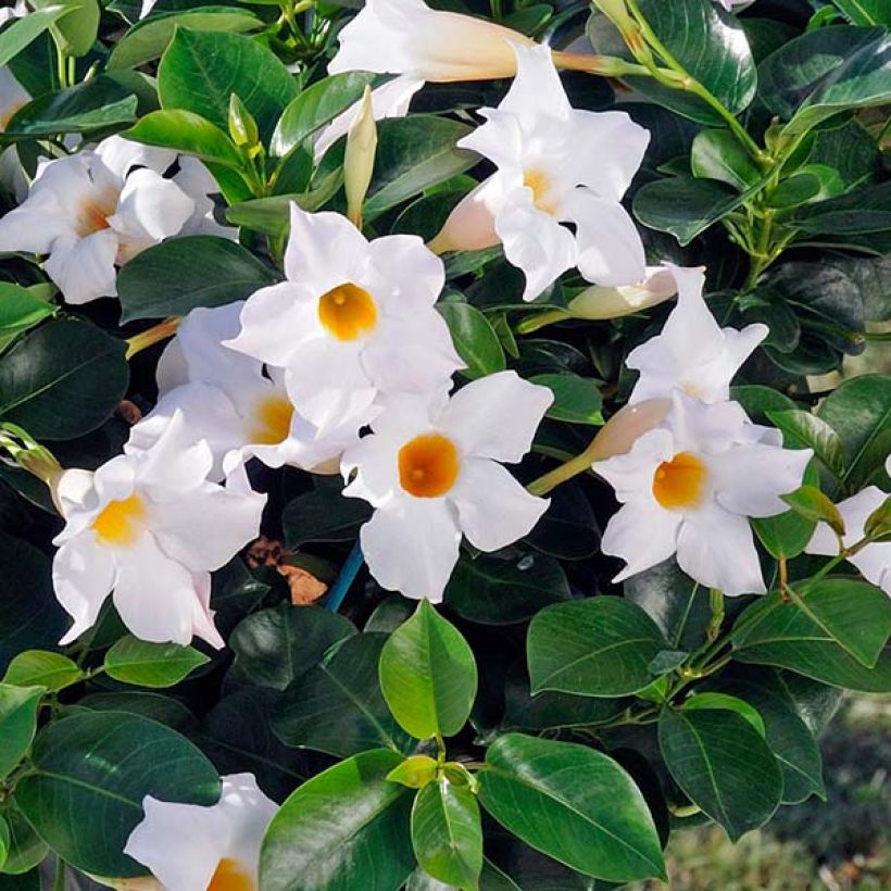 Dipladenia Diamantina Jade White (Flowering)