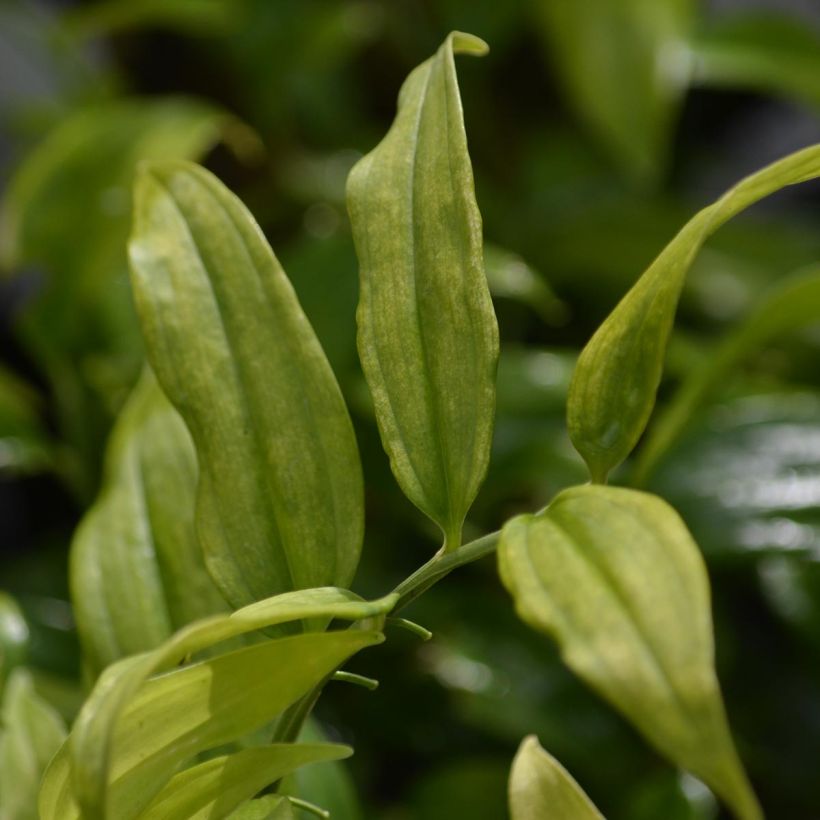 Disporopsis pernyi (Foliage)