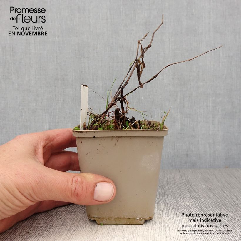 Disporum cantoniense Green Giant 10cm/11cm pot sample as delivered in autumn