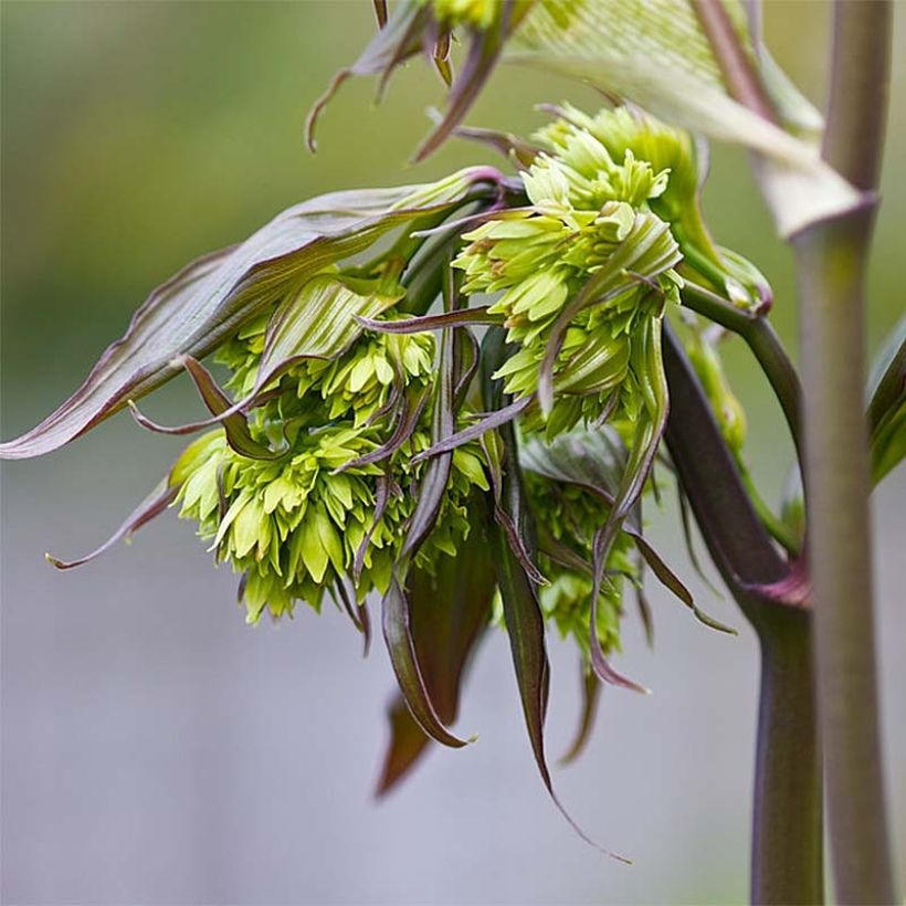 Disporum cantoniense Night Heron (Flowering)