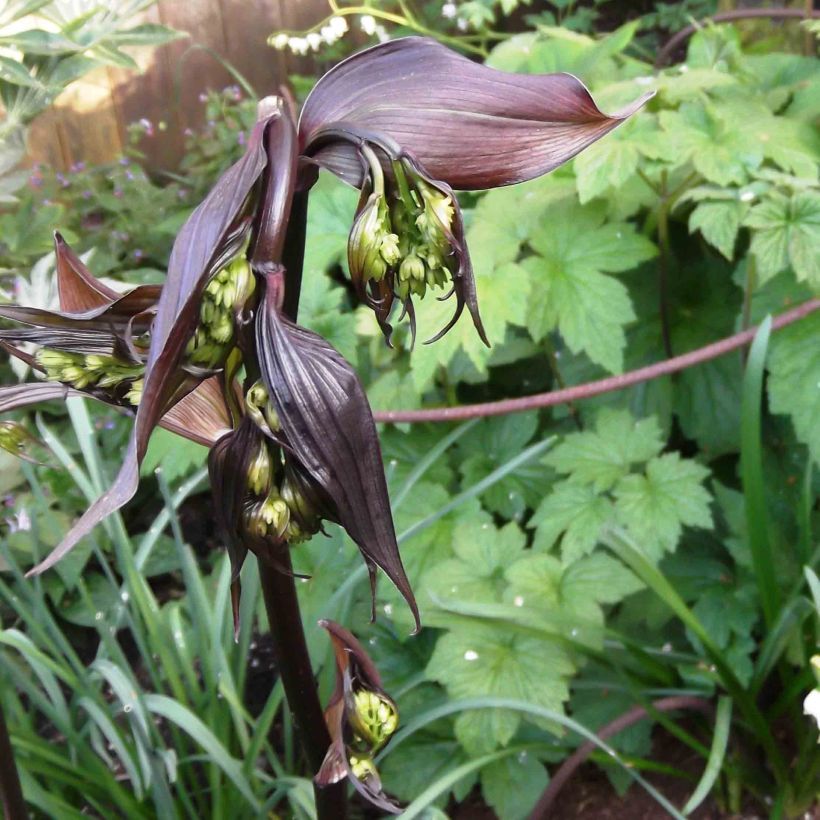 Disporum cantoniense Night Heron (Foliage)