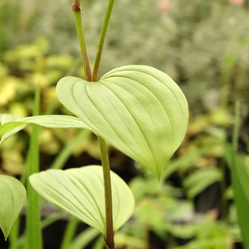 Disporum uniflorum (Foliage)