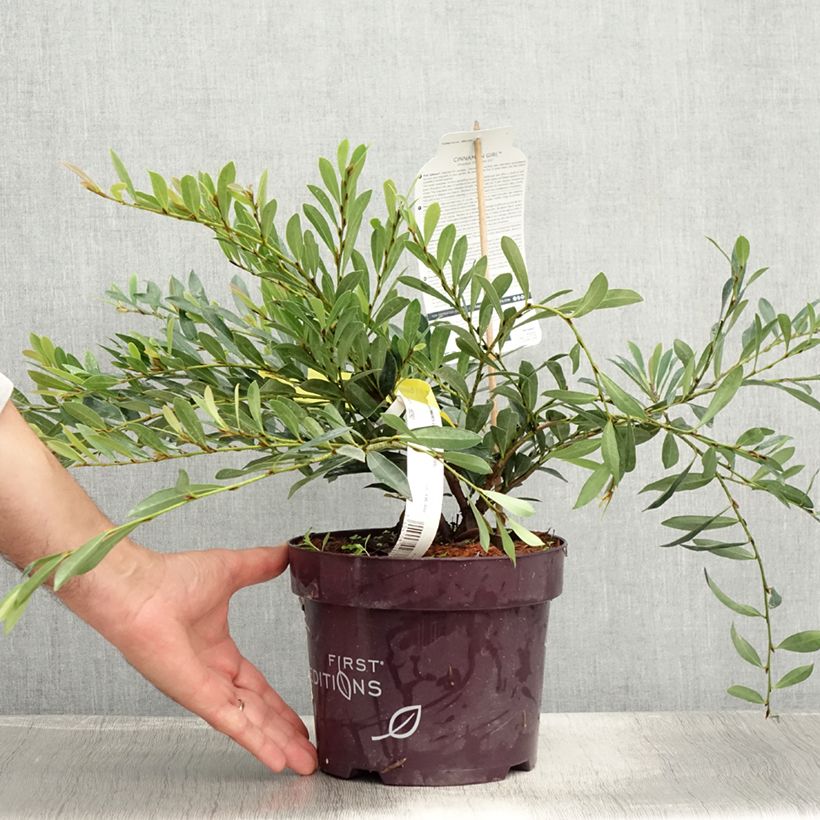 Distylium Cinnamon Girl 3L/4L pot sample as delivered in summer