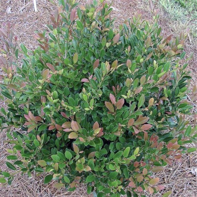 Distylium Coppertone (Plant habit)