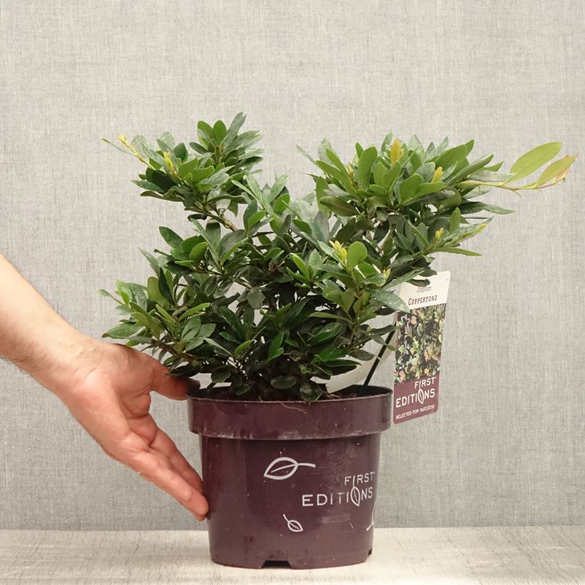 Distylium Coppertone 2L/3L pot sample as delivered in summer