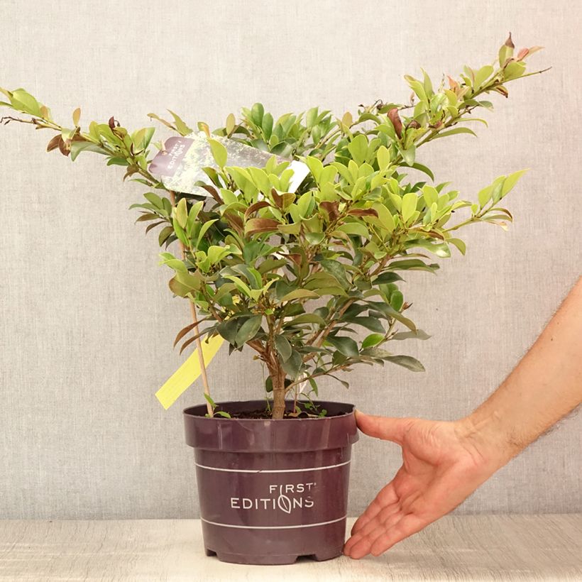 Distylium Linebacker 3L/4L pot sample as delivered in summer