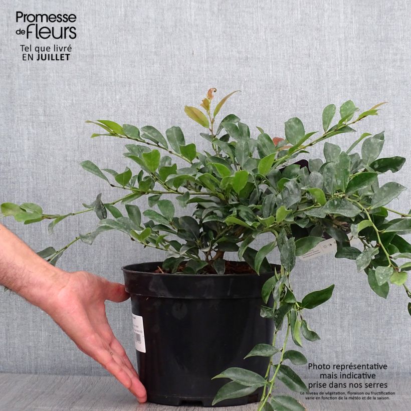 Distylium myricoides (x) racemosus Vintage Jade 2L/3L pot sample as delivered in summer