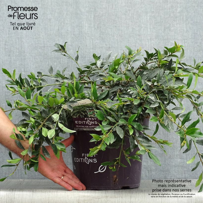 Distylium myricoides (x) racemosus Vintage Jade 7.5L/10L pot sample as delivered in summer