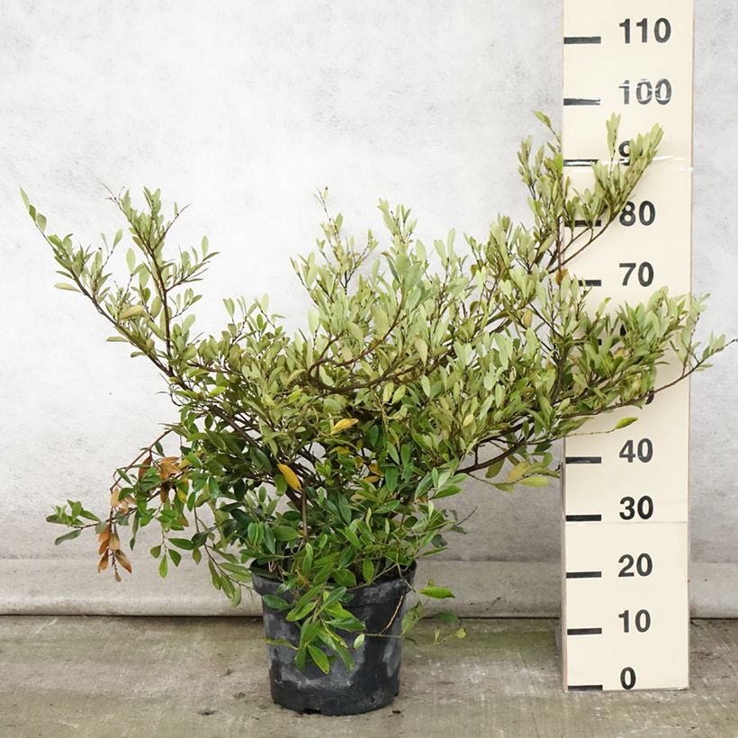 Distylium Blue Cascade 7.5L/10L pot sample as delivered in summer