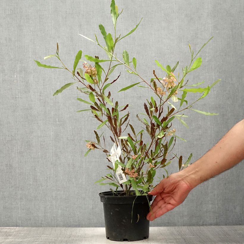 Dodonaea viscosa Purpurea 3L/4L pot sample as delivered in summer