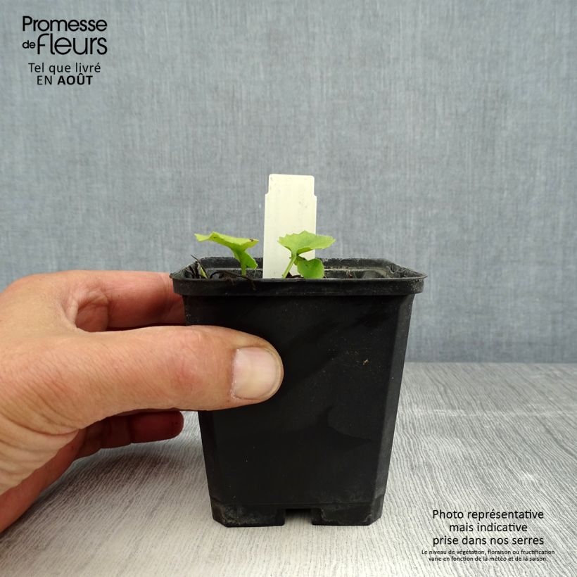 Doronicum orientale Little Leo 8/9 cm pot sample as delivered in summer