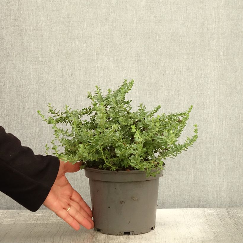 Dorycnium hirsutum Frejorgues 3L/4L pot sample as delivered in autumn