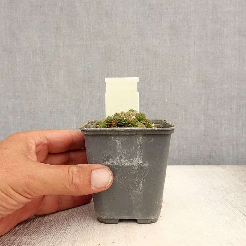 Draba aizoides 7/8 cm pot sample as delivered in summer