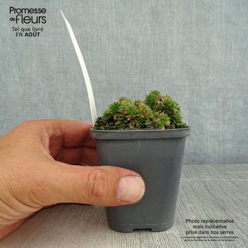 Draba sakuraii 8/9 cm pot sample as delivered in summer