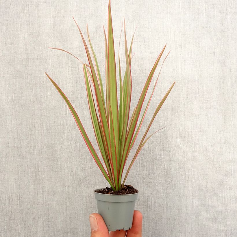 Dracaena reflexa var. angustifolia Bicolour - Dragon tree Mini-plante sample as delivered in spring