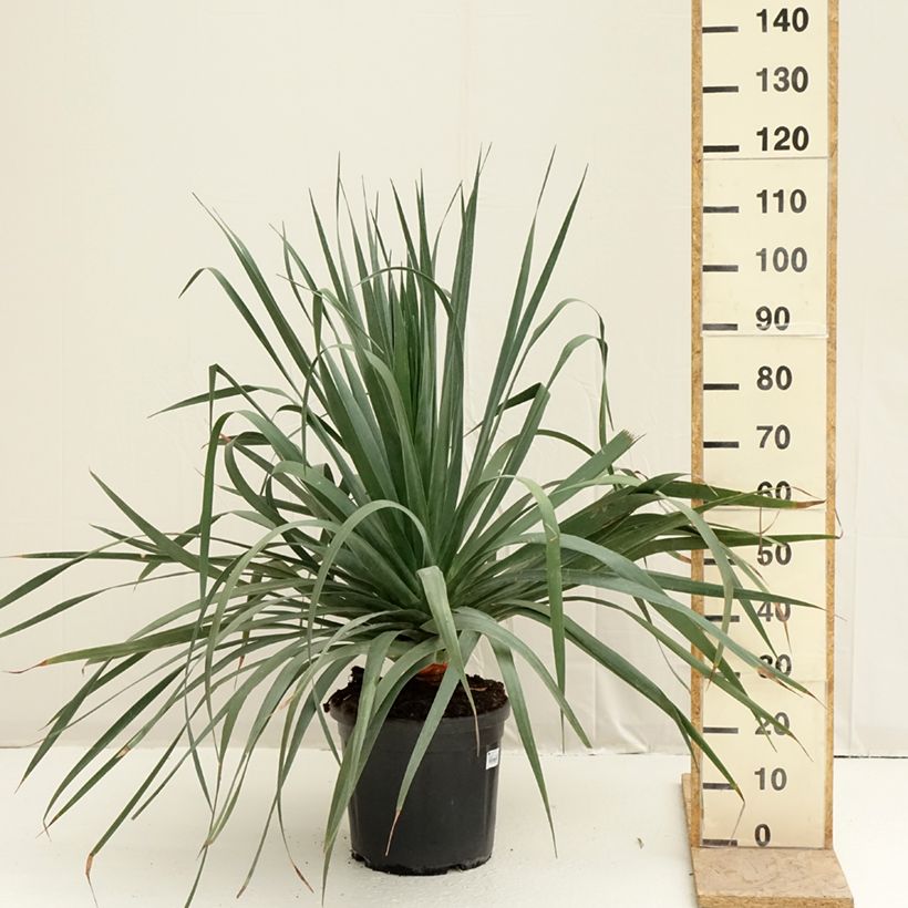 Dracaena draco - Dragon Tree 18L/20L pot sample as delivered in spring