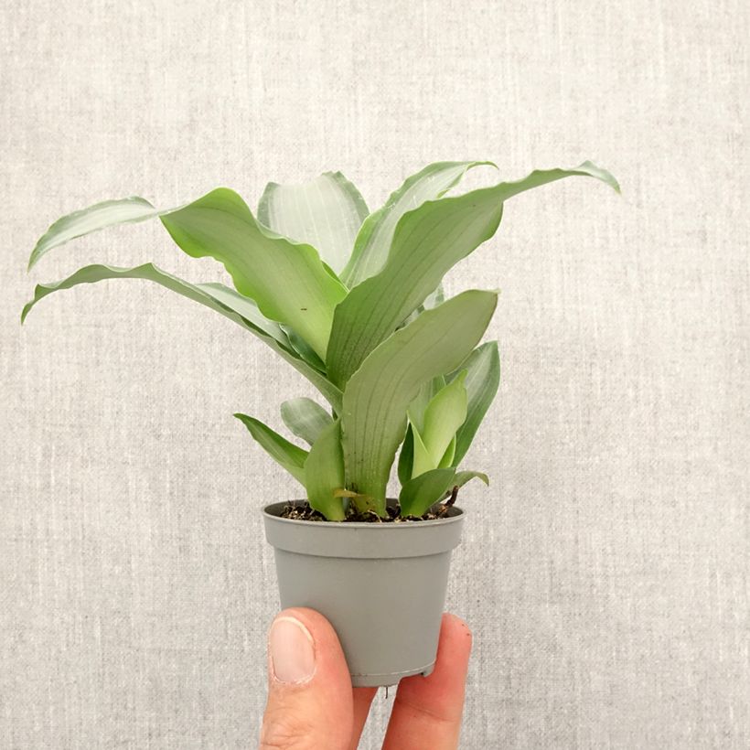 Dracaena Hawaii - Dragon tree Mini-plante sample as delivered in spring