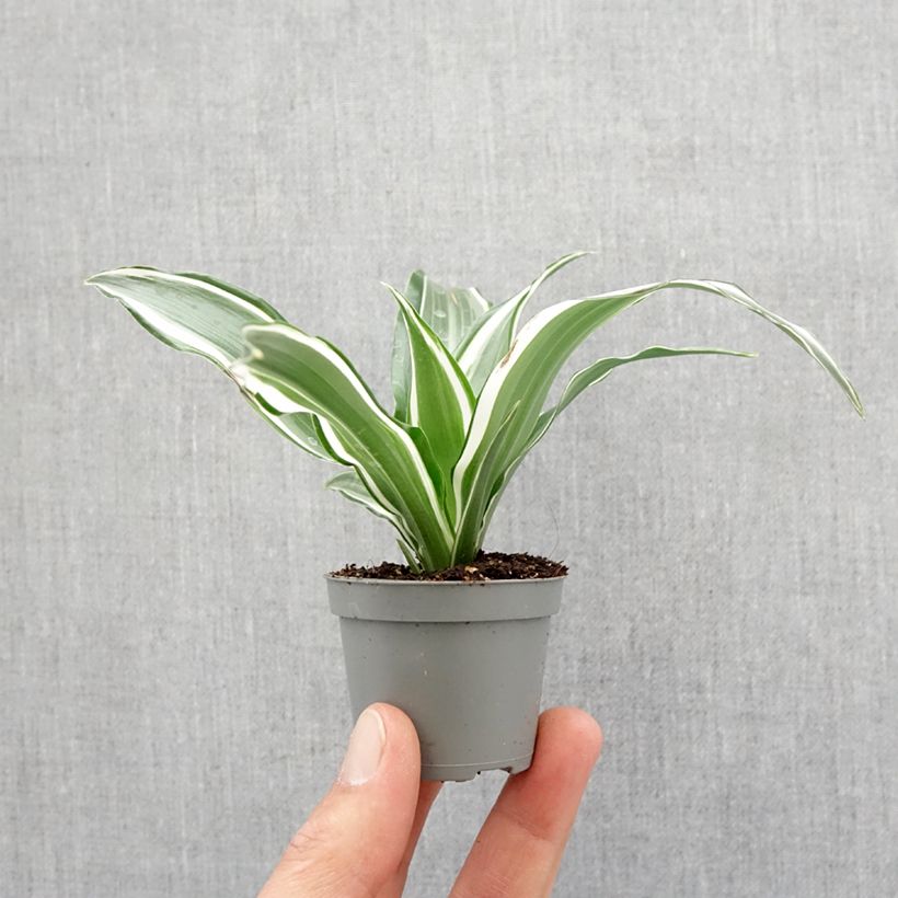 Dracaena White Jewel - Dragonnier Motte 5 cm x 7 cm sample as delivered in spring