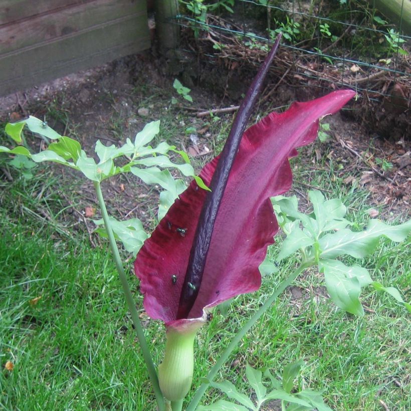 Dracunculus vulgaris - Dragon Lily (Flowering)