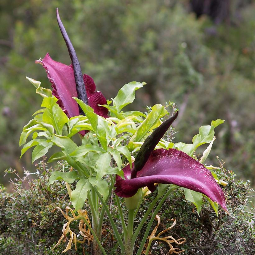 Dracunculus vulgaris - Dragon Lily (Plant habit)
