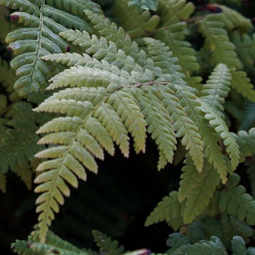 Dryopteris affinis - Scaly Male Fern (Foliage)