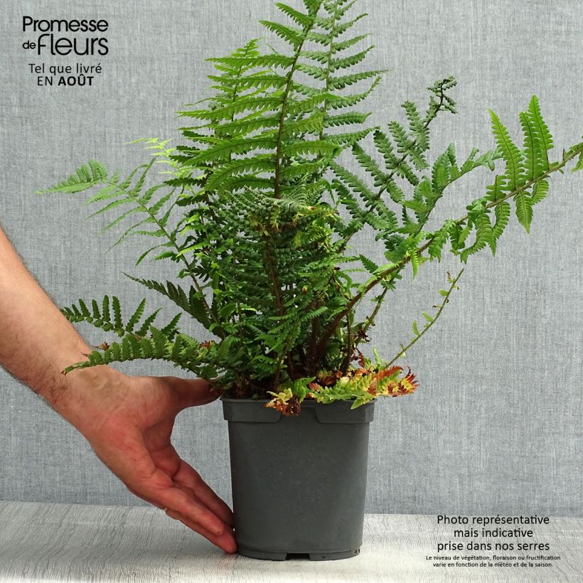 Dryopteris affinis - Scaly Male Fern 2L/3L pot sample as delivered in summer