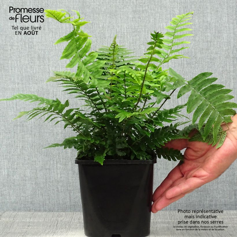 Dryopteris cycadina - Black Wood Fern 2L/3L pot sample as delivered in summer