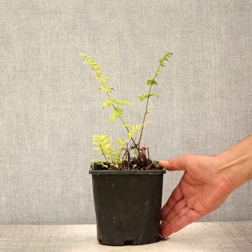 Dryopteris carthusiana - Toothed Wood Fern 2L/3L pot sample as delivered in summer