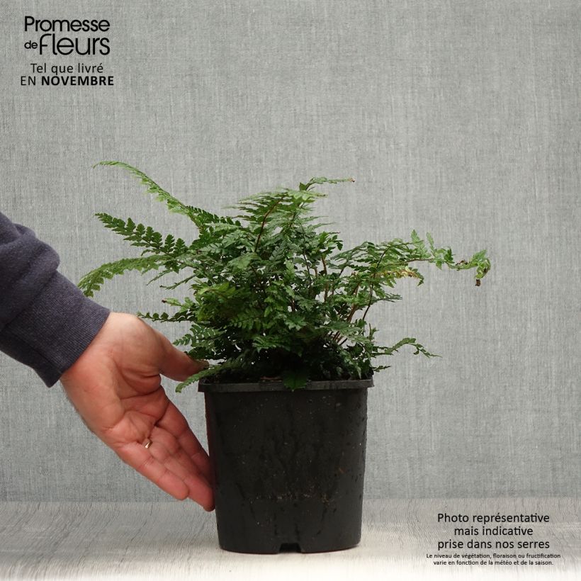 Dryopteris championii - Champion's Wood fern 2L/3L pot sample as delivered in autumn