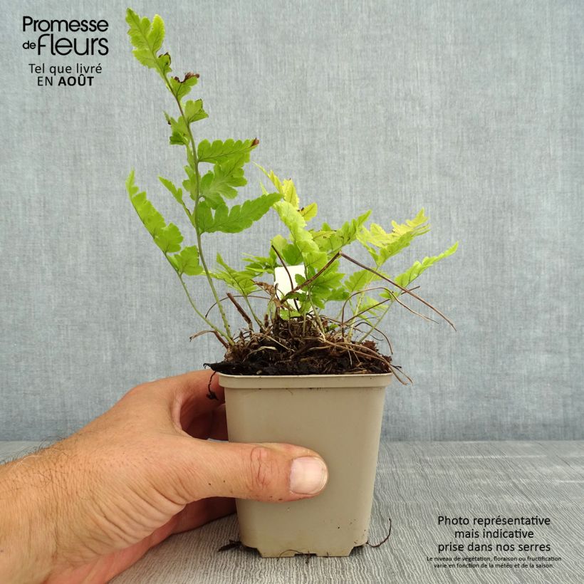 Dryopteris clintoniana - Clinton's Wood Fern 8/9 cm pot sample as delivered in summer