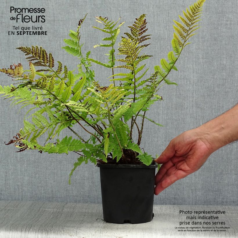 Dryopteris coreanomontana - Wood Fern 2L/3L pot sample as delivered in summer