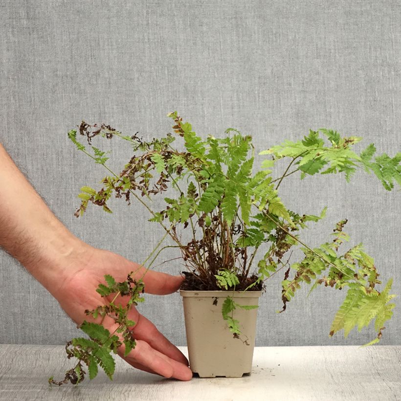 Dryopteris dilatata Crispa Whiteside - Broad Buckler Fern 8/9 cm pot sample as delivered in summer