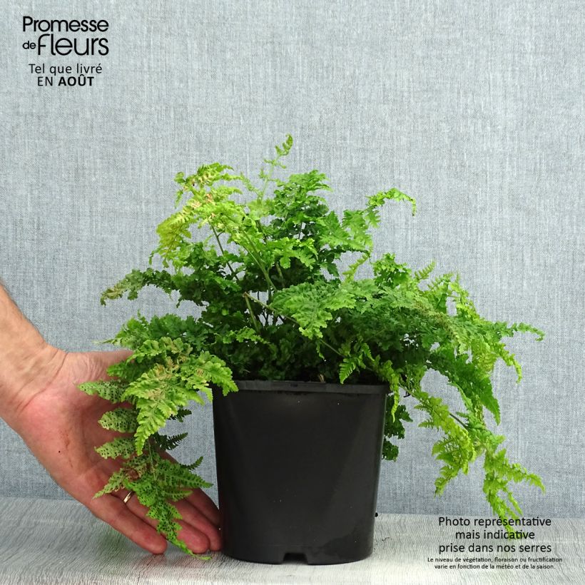 Dryopteris dilatata Crispa Whiteside - Broad Buckler Fern 2L/3L pot sample as delivered in summer